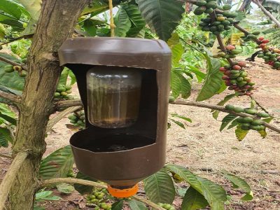 An alcohol trap that is used by farmers to capture Twig Borers in Luwero.